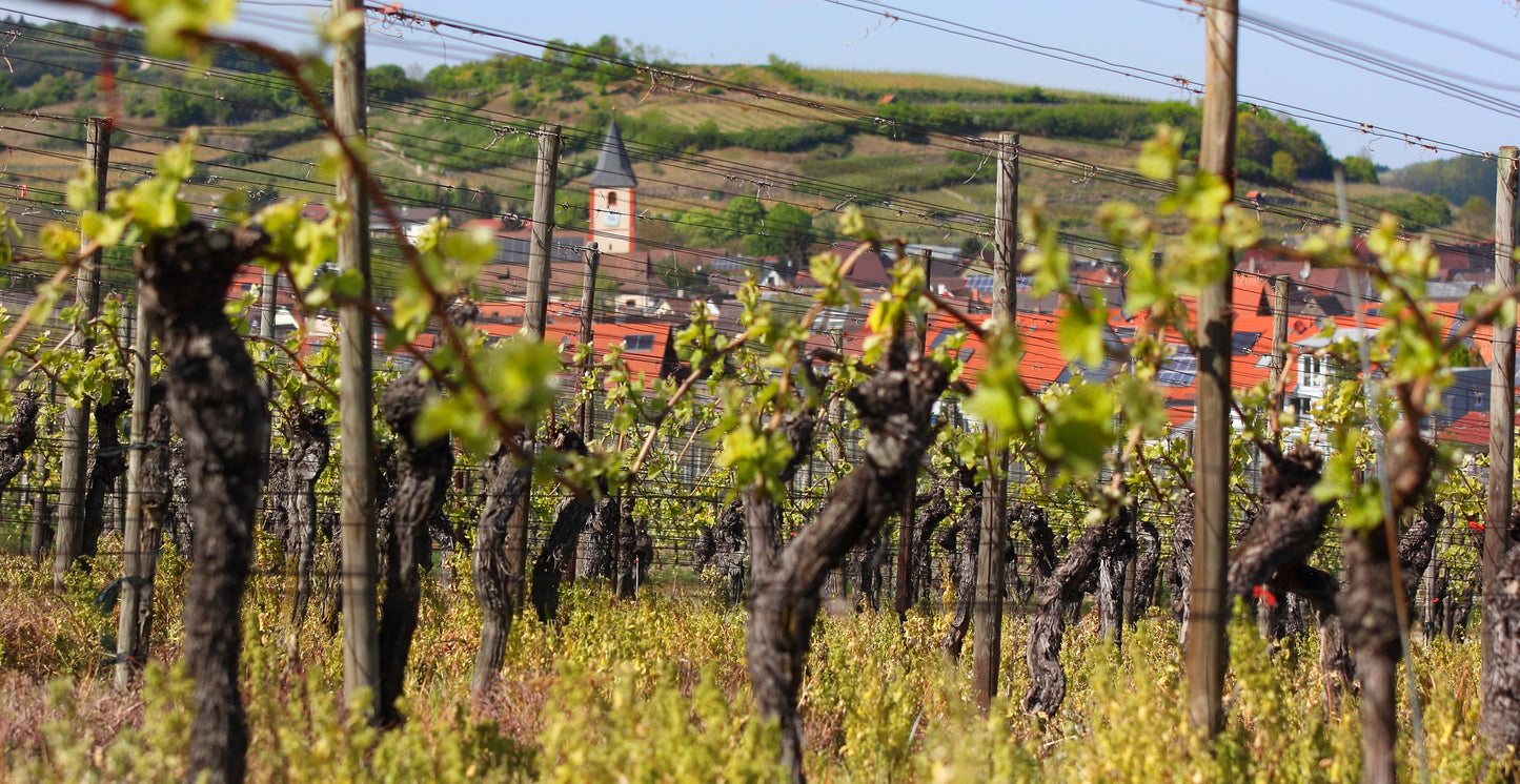 Rhein, Stein und Wein