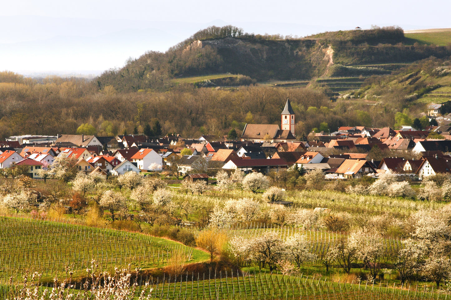 Rhein, Stein und Wein