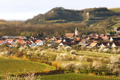 Rhein, Stein und Wein