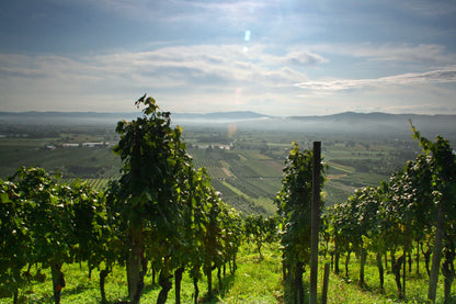 Rhein, Stein und Wein